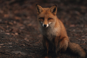 a fox sitting on the ground in the woods