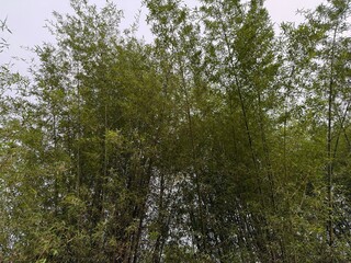 Verdant bamboo forest rises against a soft, overcast sky, creating a dense and calming natural view