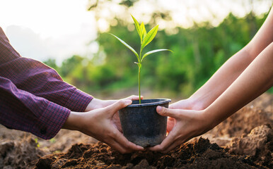 Two people are holding a plant in a pot
