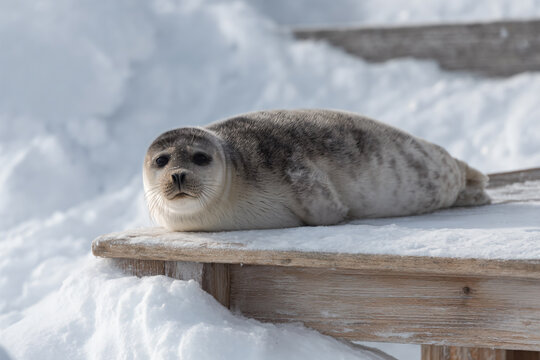 a seal laying on a wooden platform in the snow - Powered by Adobe