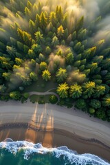 Aerial View of a Coastal Forest at Sunrise with Mist