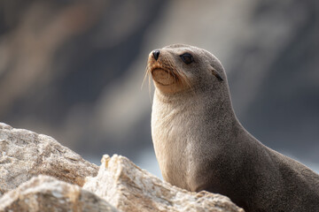 a seal sitting on top of a rock