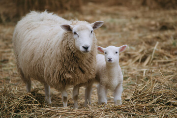 Obraz premium a sheep and her baby standing in a field