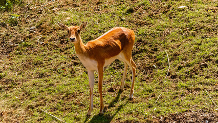 Antalopus, antelope, on a sunny summer day