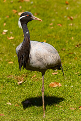 Anthropoides virgo, demoiselle crane, on a sunny spring day
