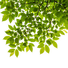 Obraz premium Fresh green tree branch with leaves isolated on a white background, perfect for spring and summer nature designs