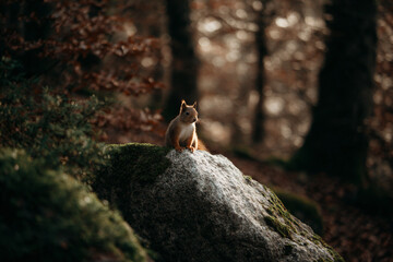 a squirrel sitting on a rock in the woods