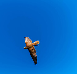 Falco cherrug, saker falcon, in flight on a sunny spring day