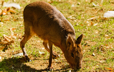 Dolichotis patagonum, patagonian mara, on a sunny summer day
