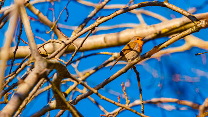 Erithacus rubecula, european robin, singing in the branches on a sunny spring day
