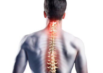 Spinal cord 3D, Organs in the body Isolated on transparent or white background