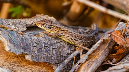 Lacerta agilis, sand lizard, on a sunny summer day