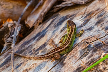 Lacerta agilis, sand lizard, on a sunny summer day