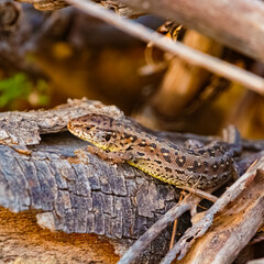 Lacerta agilis, sand lizard, on a sunny summer day