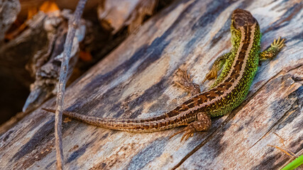 Lacerta agilis, sand lizard, on a sunny summer day