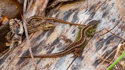 Lacerta agilis, sand lizard, on a sunny summer day
