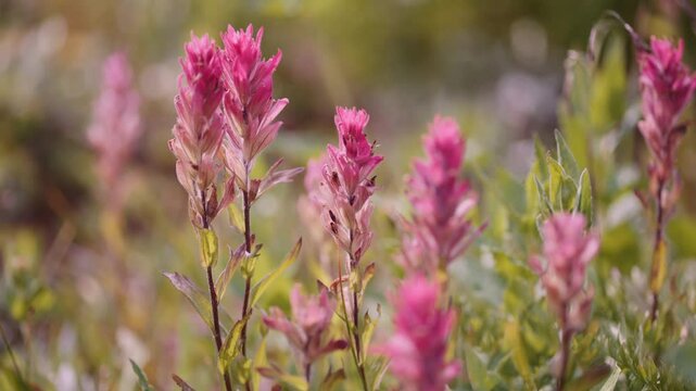 Close-up of pink alpine flowers with shallow depth of field in the Purcell Mountains near Golden, BC.