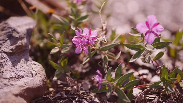 Macro shot of purple alpine flowers with a blurred background in the Purcell Mountains near Golden, BC.