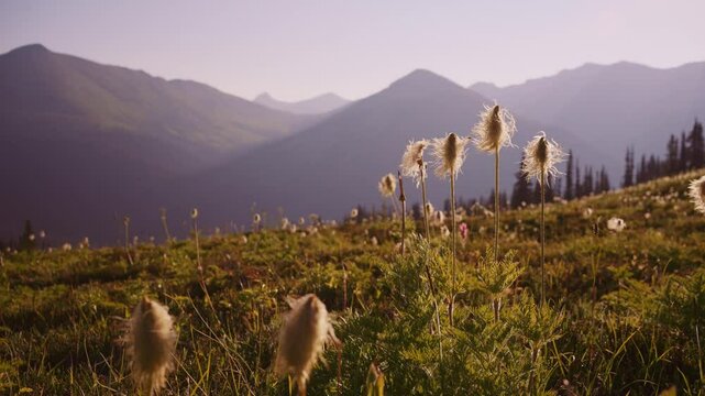 Close-up of white, fluffy Western Pasqueflower seed heads in the alpine meadows of the Purcell Mountains, Golden, BC.