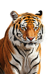 Naklejka premium Detailed Isolated Tiger Portrait with Transparent Background Illustration
