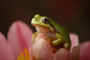 Obraz premium a frog sitting on top of a pink flower
