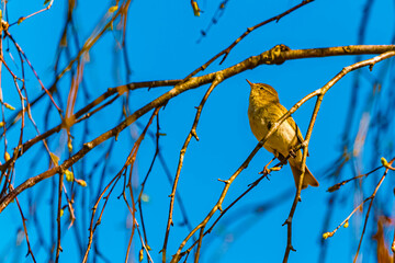 Phylloscopus collybita, chiffchaff, on a sunny spring day