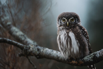 Obraz premium a small owl sitting on a branch of a tree