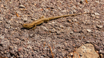 Podarcis muralis, common wall lizard, on a sunny summer day