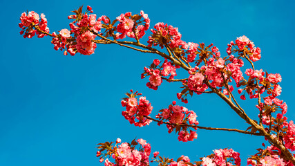 Prunus serrulata, Japanese cherry, on a sunny day in spring at Vilshofen an der Donau, Passau, Bavaria, Germany