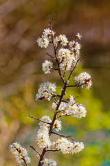 Prunus spinosa, blackthorn, on a sunny day in spring
