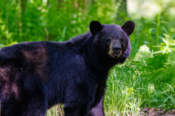 Wild American black bear (ursus americanus) standing alert in a lush green forest during daylight. A close-up view of the animal in its natural habitat, surrounded by vibrant foliage during spring.
