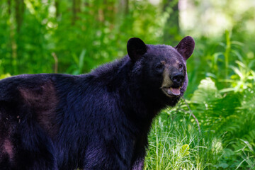 Wild American black bear (ursus americanus) standing alert with it’s mouth open in a lush green forest during daylight. A close-up view of the animal in its natural habitat