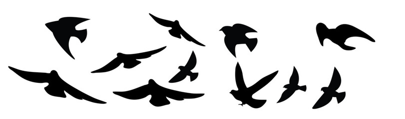birds silhouette