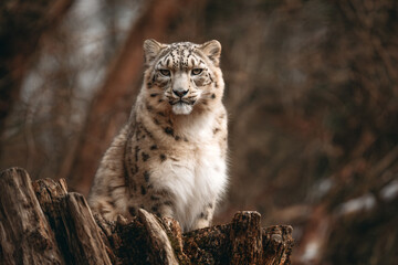 Obraz premium a snow leopard sitting on a tree stump