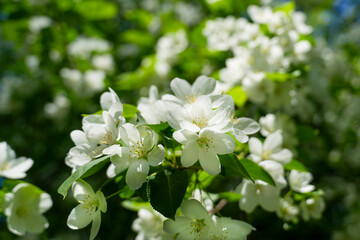 blooming branch of an apple tree against the background of leaves, sunlight, and blue sky, apple blossom, it's time for flowering,
