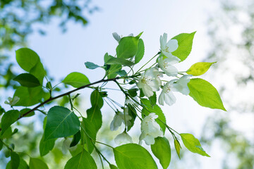 blooming branch of an apple tree against the background of leaves, sunlight, and blue sky, apple blossom, it's time for flowering,