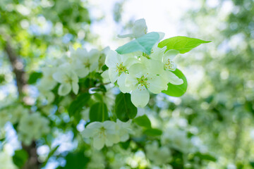 blooming branch of an apple tree against the background of leaves, sunlight, and blue sky, apple blossom, it's time for flowering,