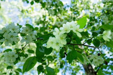 blooming branch of an apple tree against the background of leaves, sunlight, and blue sky, apple blossom, it's time for flowering,