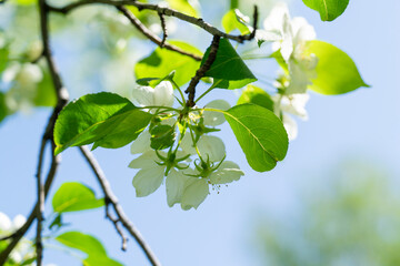 blooming branch of an apple tree against the background of leaves, sunlight, and blue sky, apple blossom, it's time for flowering,