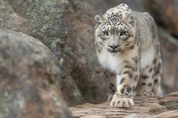 Obraz premium a snow leopard walking on a rocky surface