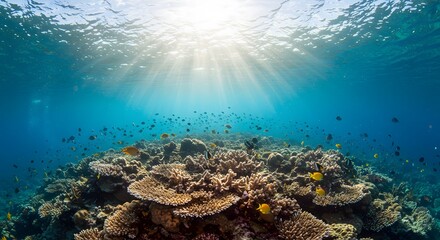 Coral reef underwater sunlight