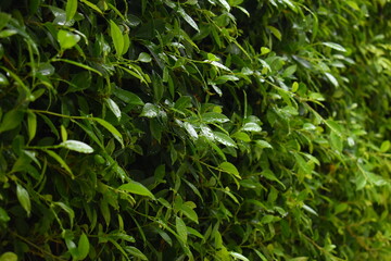 green leaf fence in the garden, natural background in springtime