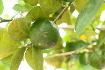 green lime tree in the garden, agriculture industry
