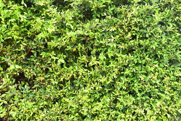 fresh green leaf tree background, natural wall decoration of home