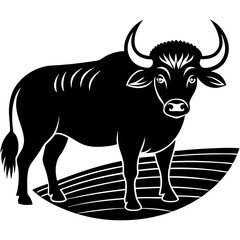 black and white bull