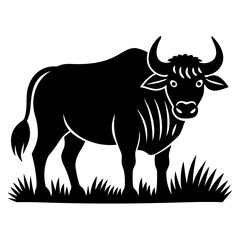 black and white bull