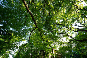 Fototapete bei efototapeten.de bestellen   