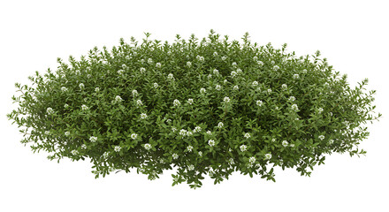 Dense Green Bush with Delicate White Flowers and Budding Tips