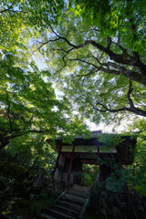 Fototapete bei efototapeten.de bestellen   