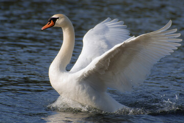 a swan is flapping its wings in the water